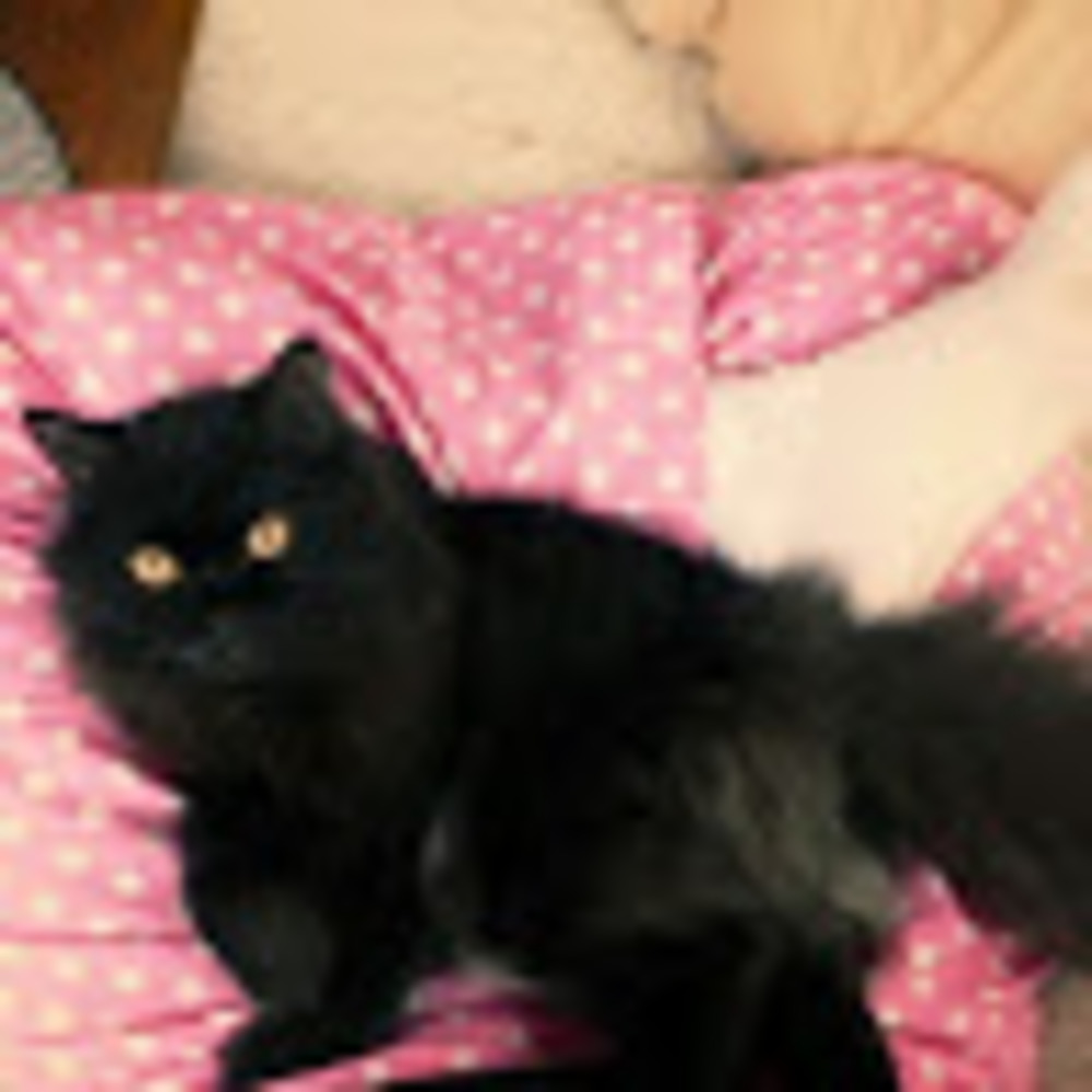 Meet your Posher, Alisson